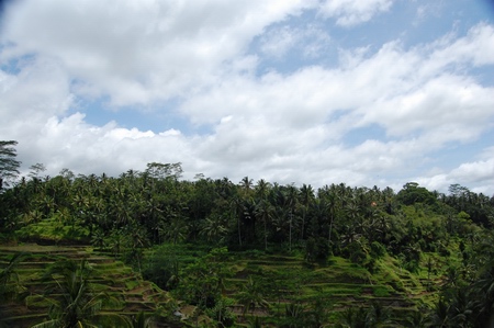 Subak Bali